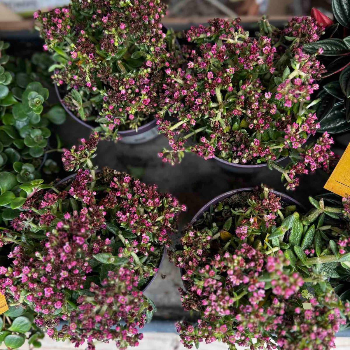 Crassula ‘Schmidtii’ | Ανθοφόρο Παχύφυτο με Ροζ Άνθη - 3